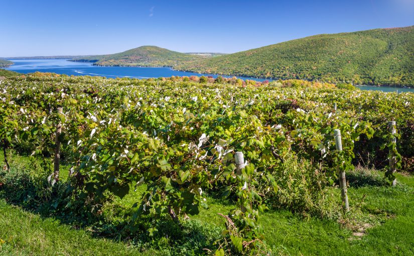 Finger Lakes – #1 Wine Region in the Nation