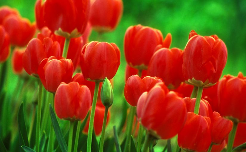 red tulips in garden