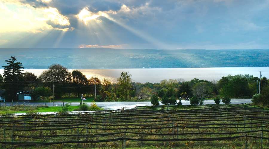 A vineyard in the foreground with the sun shining through the clouds over Seneca Lake 